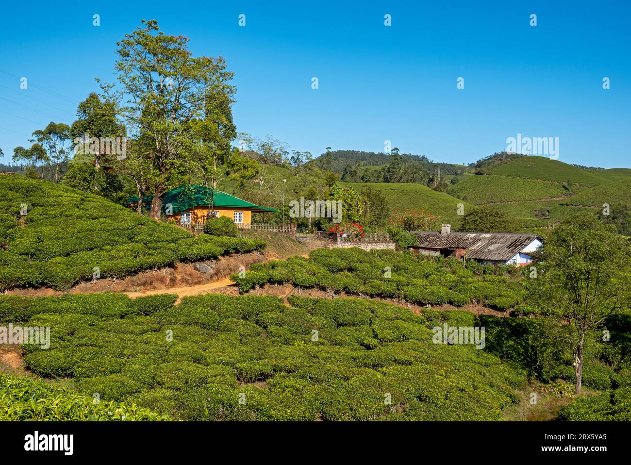 Maison à la plantation de thé, Munnar, Kerala, Inde Banque D'Images