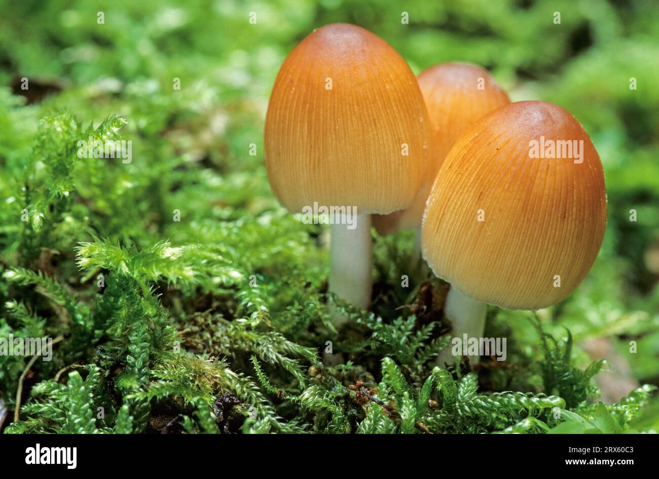 Glistening Inkcap (Coprinus micaceus) est un champignon comestible non reconnu bien que sa toxicité ne soit pas attestée (Shiny Cap) (Glistening Inkcap) Banque D'Images