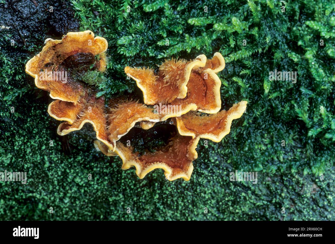 Striegeliger Schichtpilz (Stereum hirsutum) ist weltweit verbreitet (Behaarter Lederschwamm), croûte de rideau de poil Banque D'Images