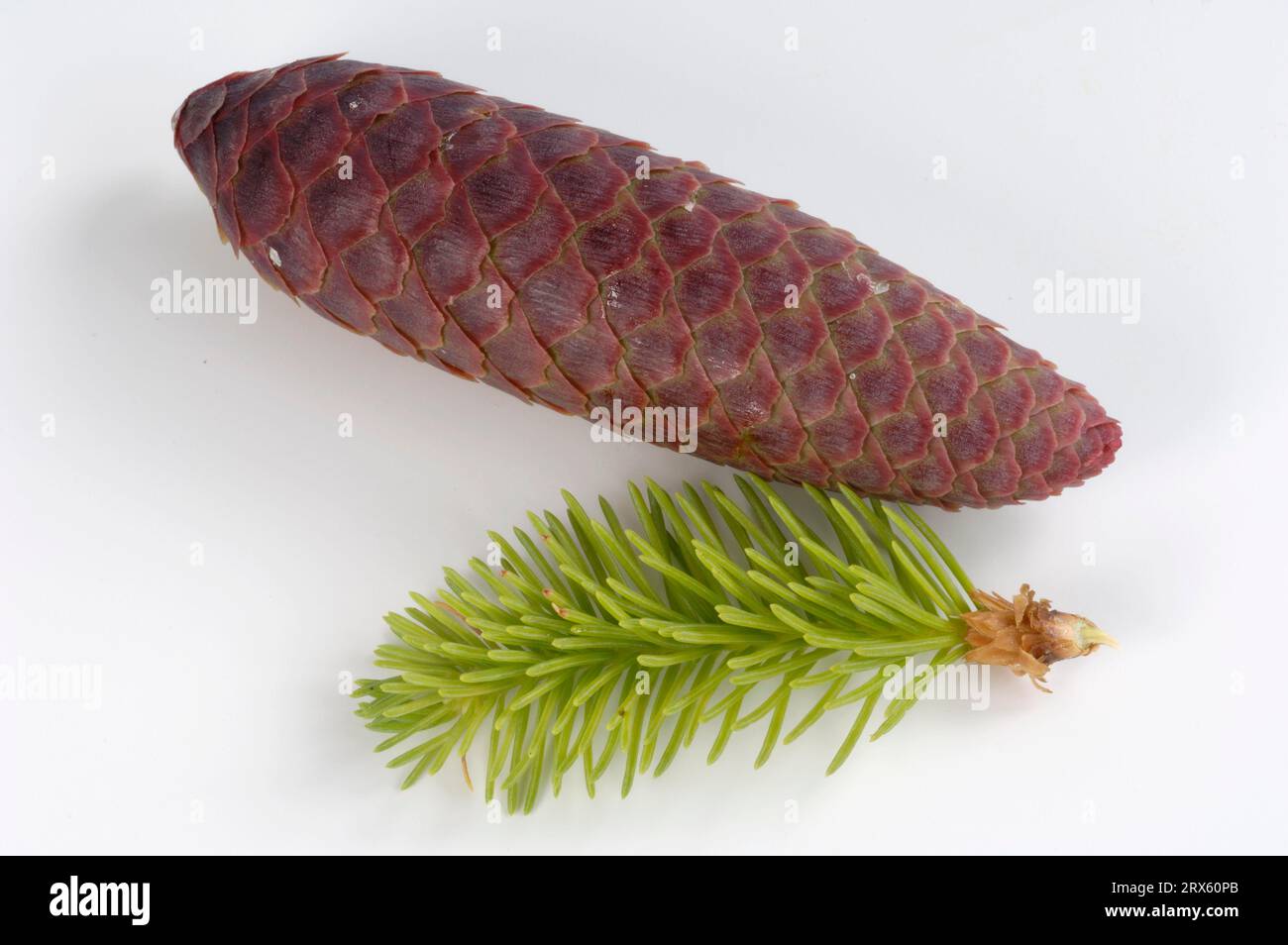 L'épinette de Norvège (Picea abies), cônes Banque D'Images