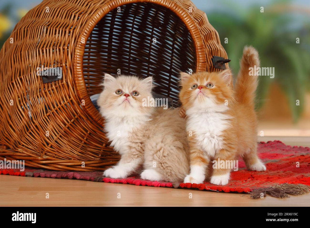 Chats persans, chatons, devant le panier de chat Banque D'Images