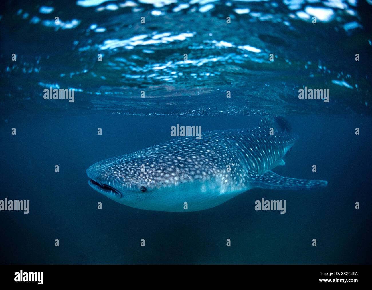 Requin baleine (Rhincodon typus), Golfe de Tadjoura, Tadjourah, Djibouti Banque D'Images