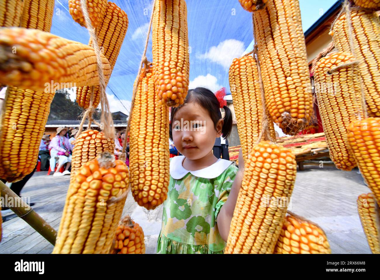Youxi, province chinoise du Fujian. 23 septembre 2023. Un enfant regarde des cors séchés sous le soleil dans le village de Guifeng, dans le comté de Youxi, dans la province du Fujian, dans le sud-est de la Chine, le 23 septembre 2023. Des activités sur le thème de l'agriculture sont organisées dans tout le pays pendant le sixième festival de la récolte des agriculteurs chinois. Crédit : Jiang Kehong/Xinhua/Alamy Live News Banque D'Images