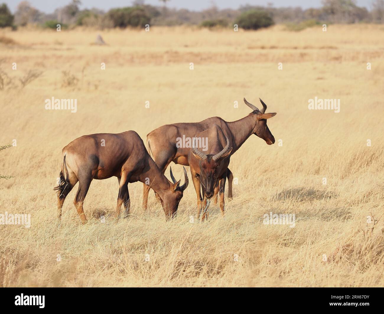 Les Tsessebe sont de grandes antilopes très rapides de la savane africaine. Banque D'Images