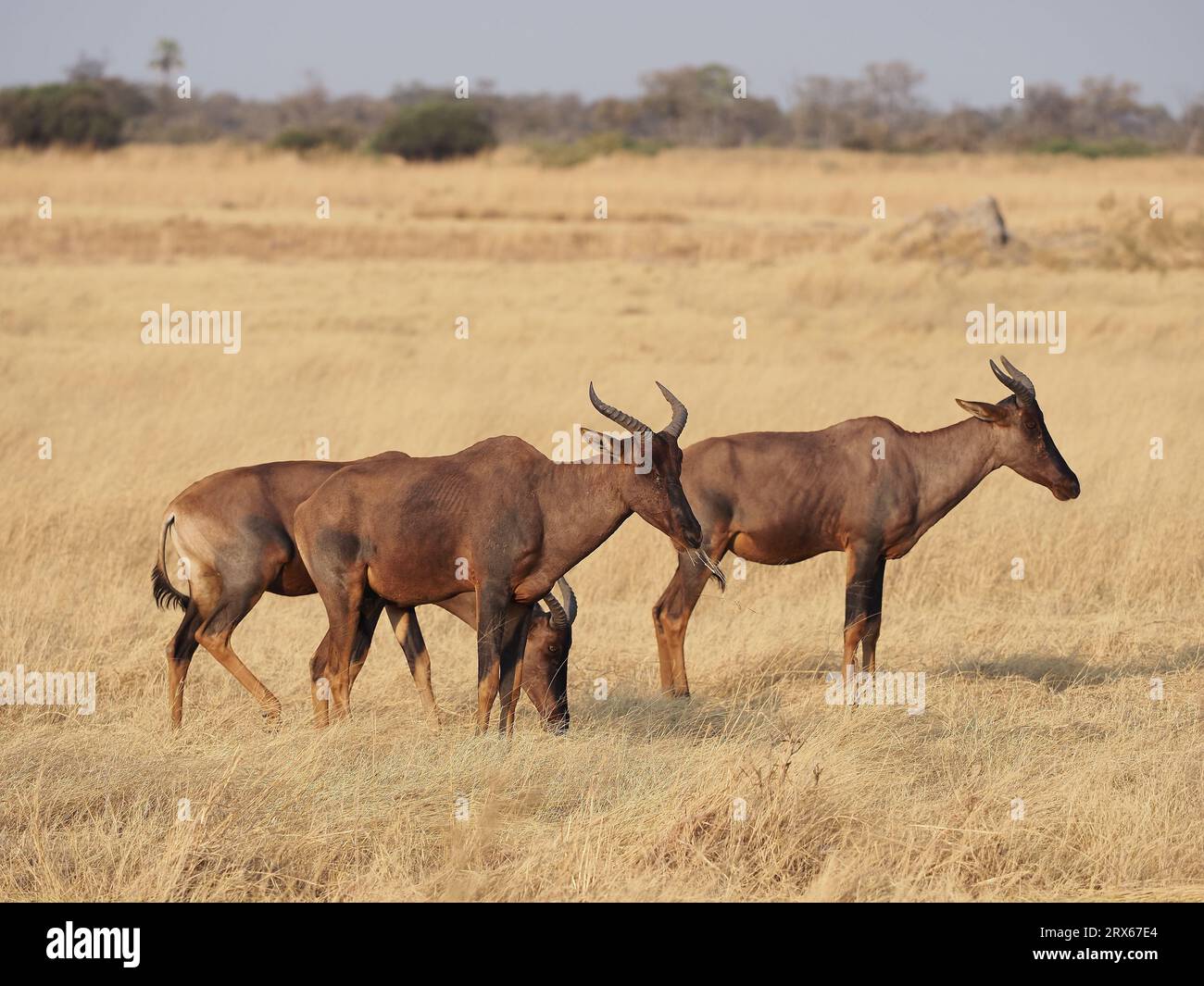 Les Tsessebe sont de grandes antilopes très rapides de la savane africaine. Banque D'Images