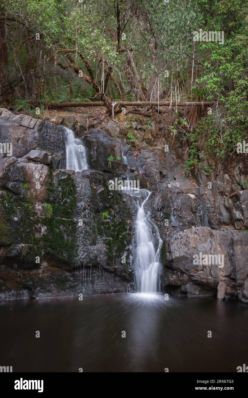 Chutes de Lilydale situées dans la réserve de Lilydale Falls, Tasmanie, Australie Banque D'Images
