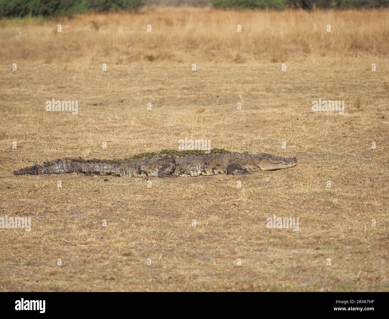 Les crocodiles du Nil se trouvent dans une grande partie de l'Afrique. Ils sont un prédateur apex, utilisant la furtivité pour capturer et noyer des proies. Banque D'Images