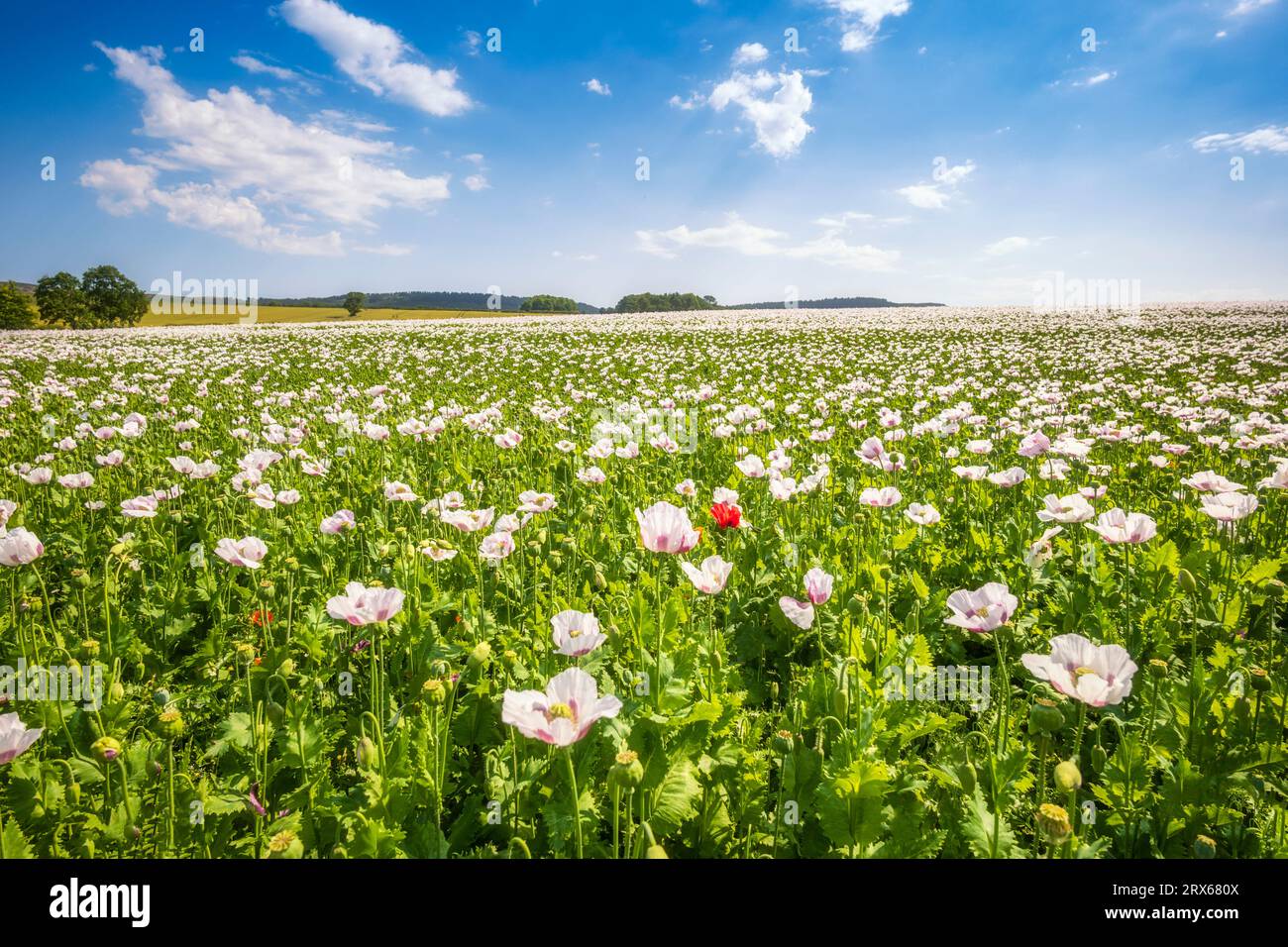 Royaume-Uni, Angleterre, coquelicots blancs fleurissant dans une vaste prairie d'été Banque D'Images