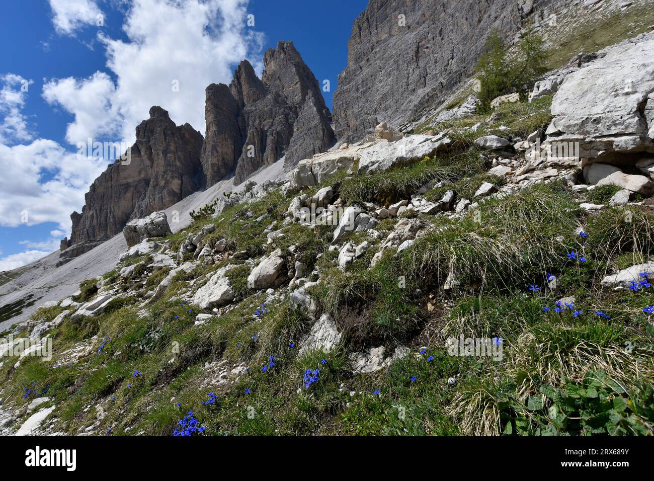 Italie, fleurs sauvages fleurissant sur la crête dans les Dolomites Banque D'Images