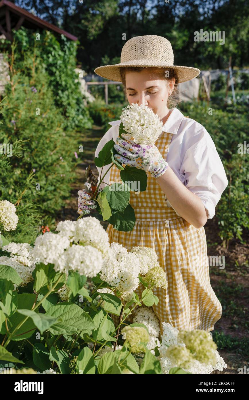 Femme sentant les fleurs d'hortensia dans le jardin Banque D'Images