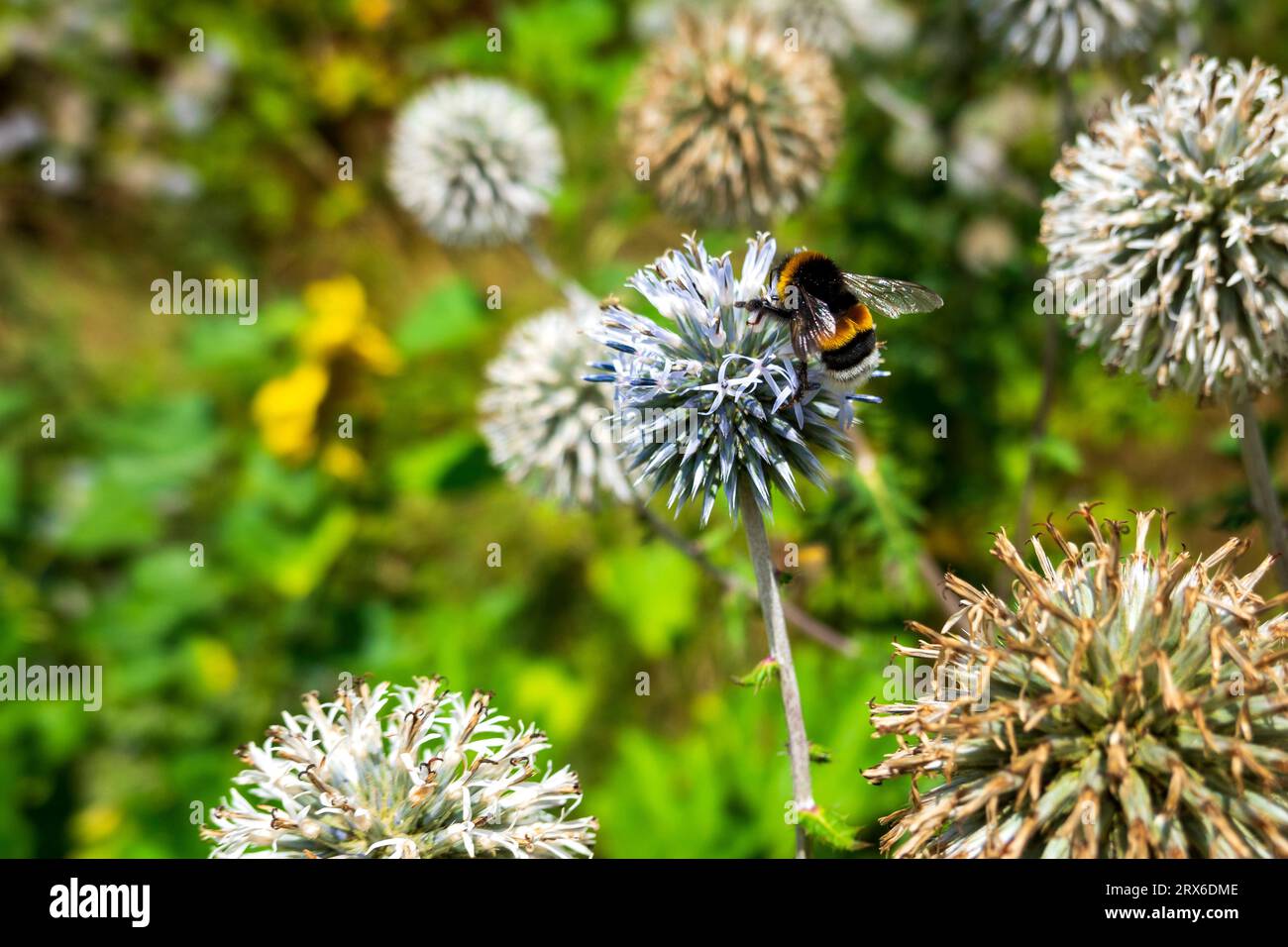 Bourdon perché sur une plante de chardon Banque D'Images