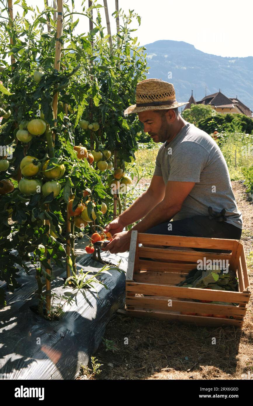 Homme récoltant des tomates près de la caisse dans le jardin par jour ensoleillé Banque D'Images