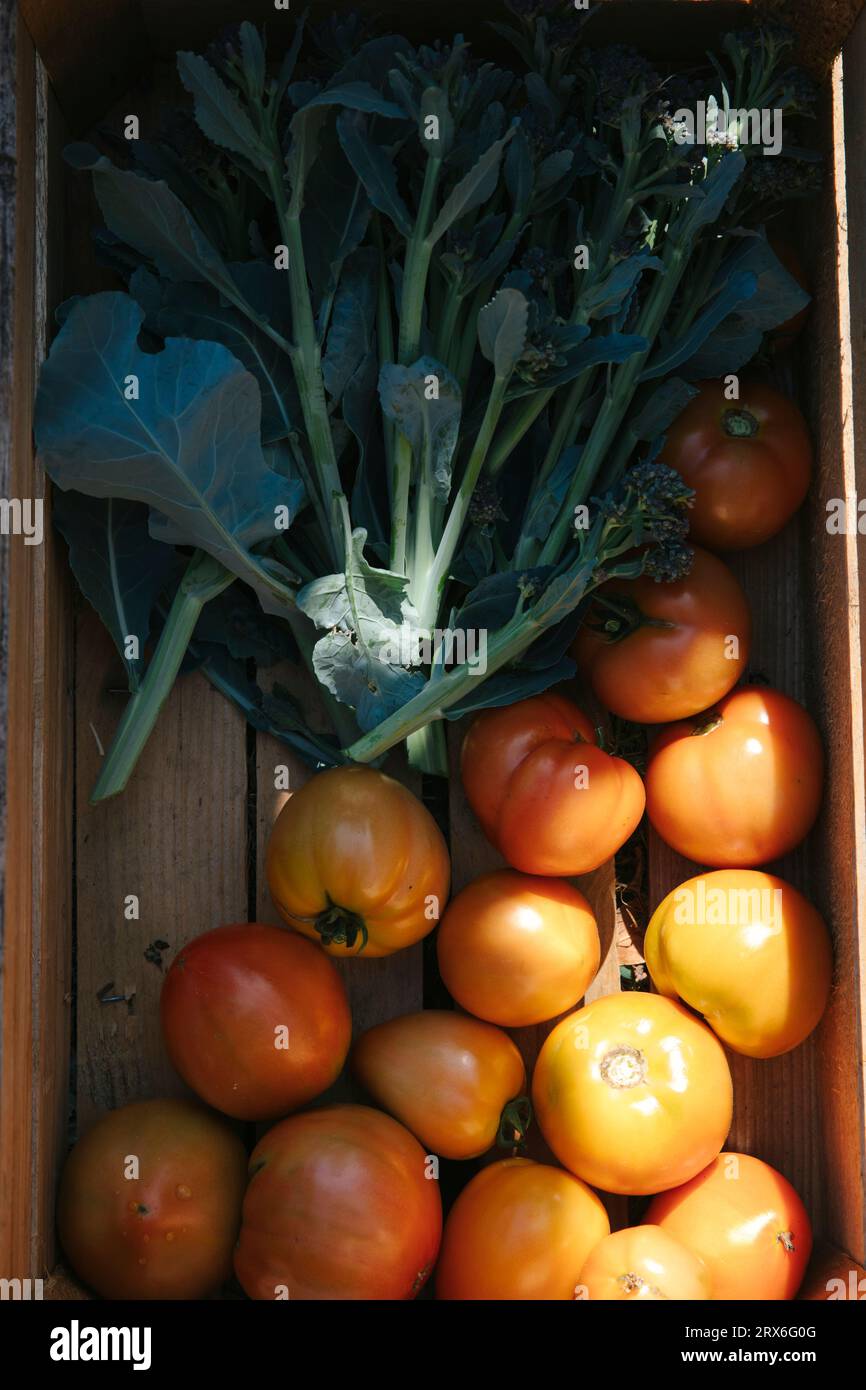 Tomates héritées avec légumes à feuilles dans une caisse en bois Banque D'Images