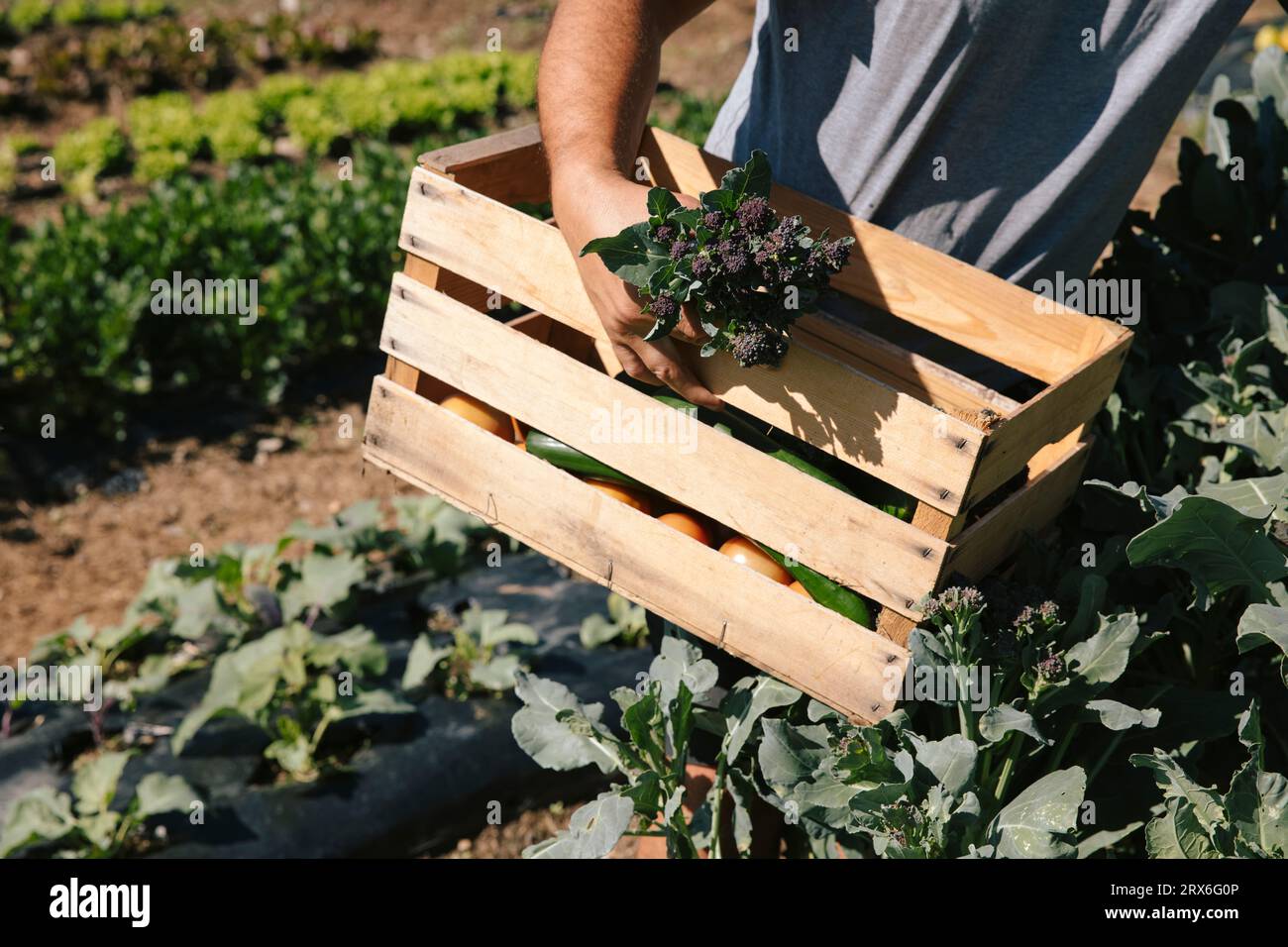 Jardinier portant une caisse de tomates et de baies sur une journée ensoleillée Banque D'Images