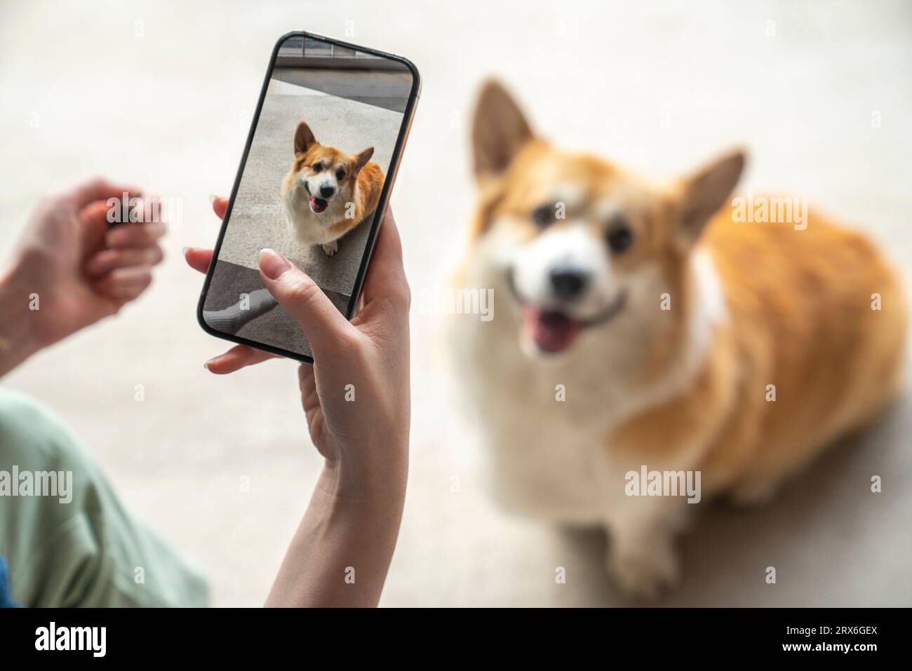 Femme prenant la photo d'un chien de compagnie sur un téléphone intelligent à la maison Banque D'Images