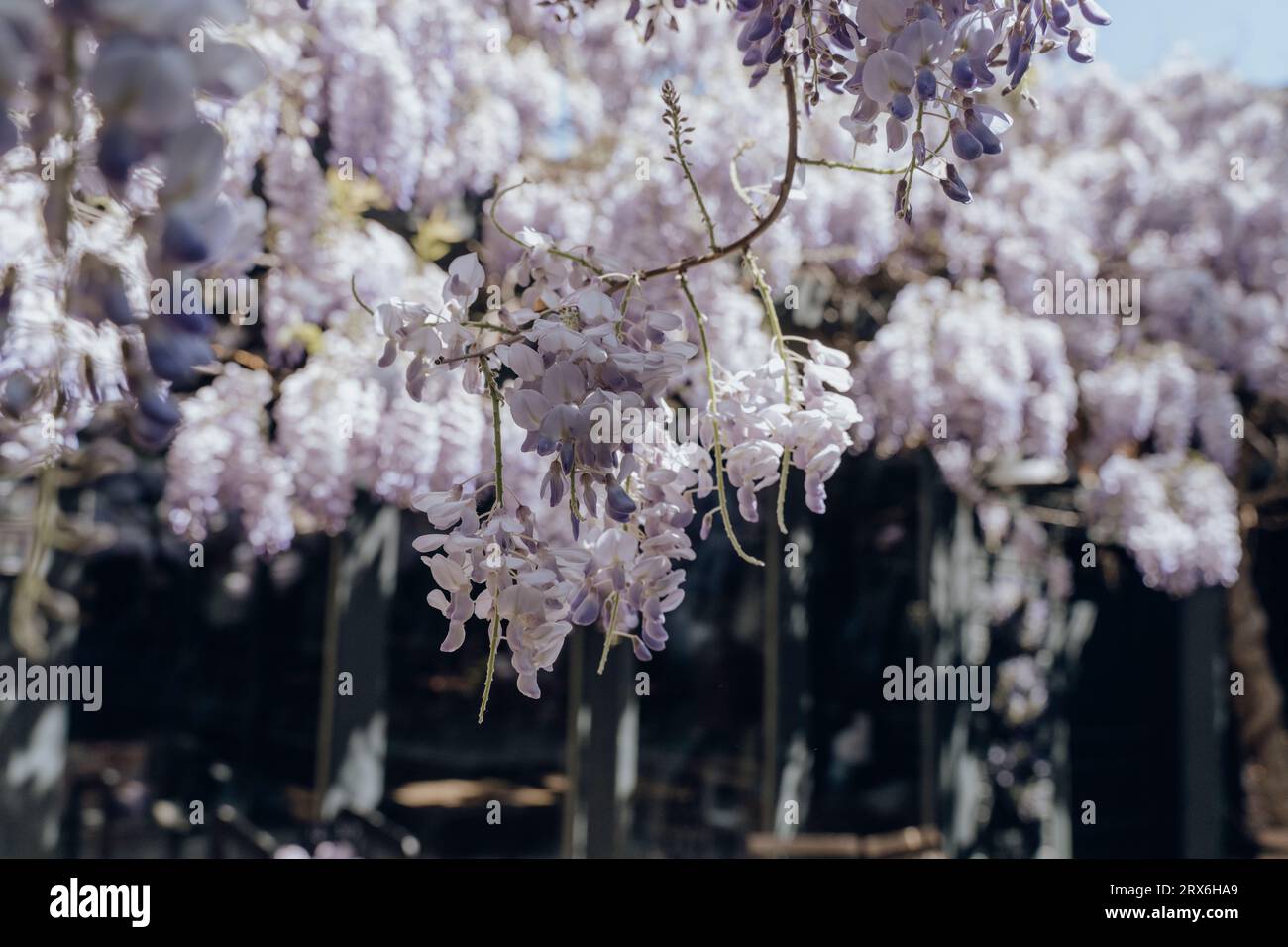 Arbre floral de Wisteria floral en pleine floraison le jour ensoleillé Banque D'Images