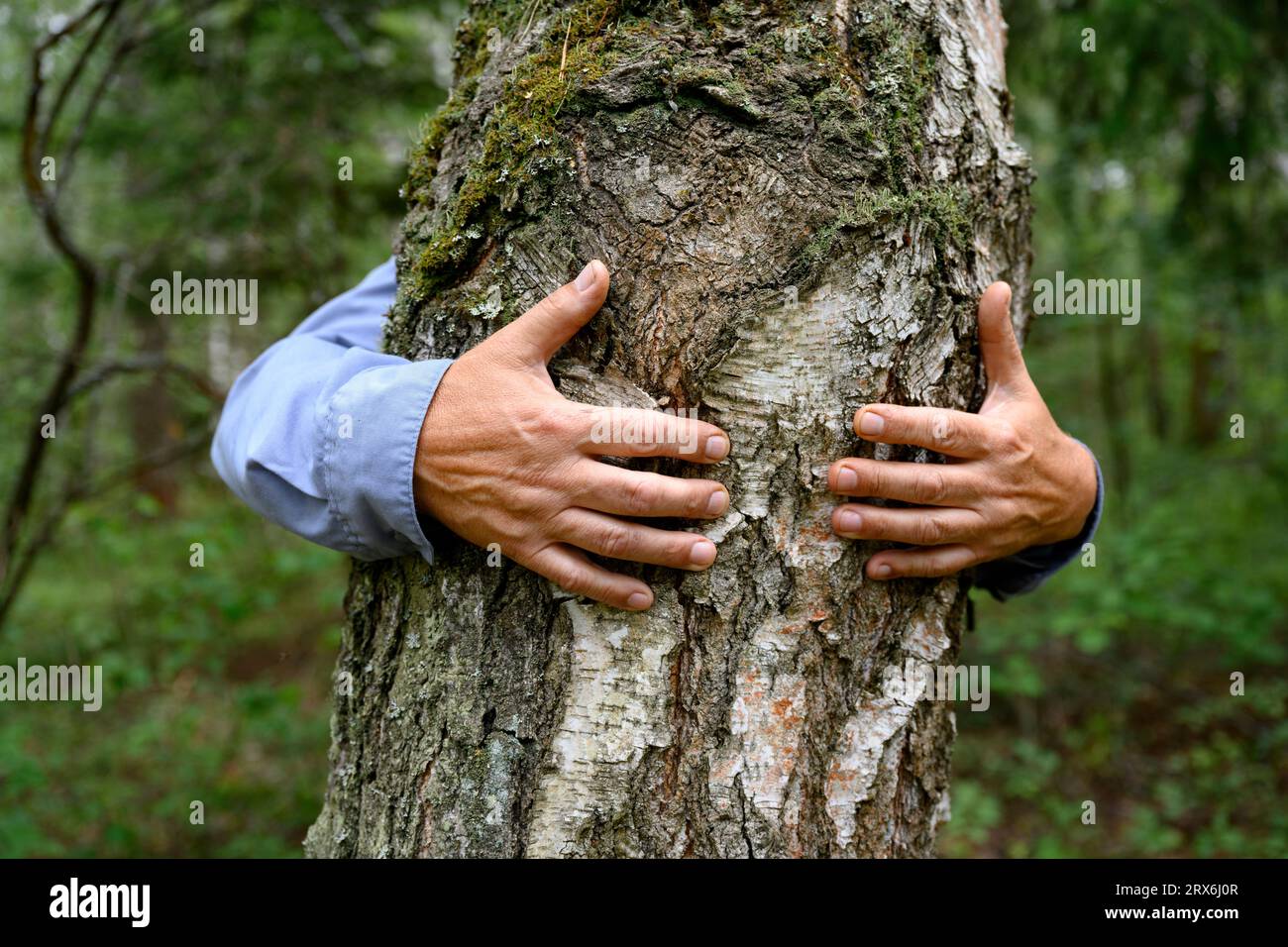 Les mains de l'homme serrant l'arbre dans la forêt Banque D'Images