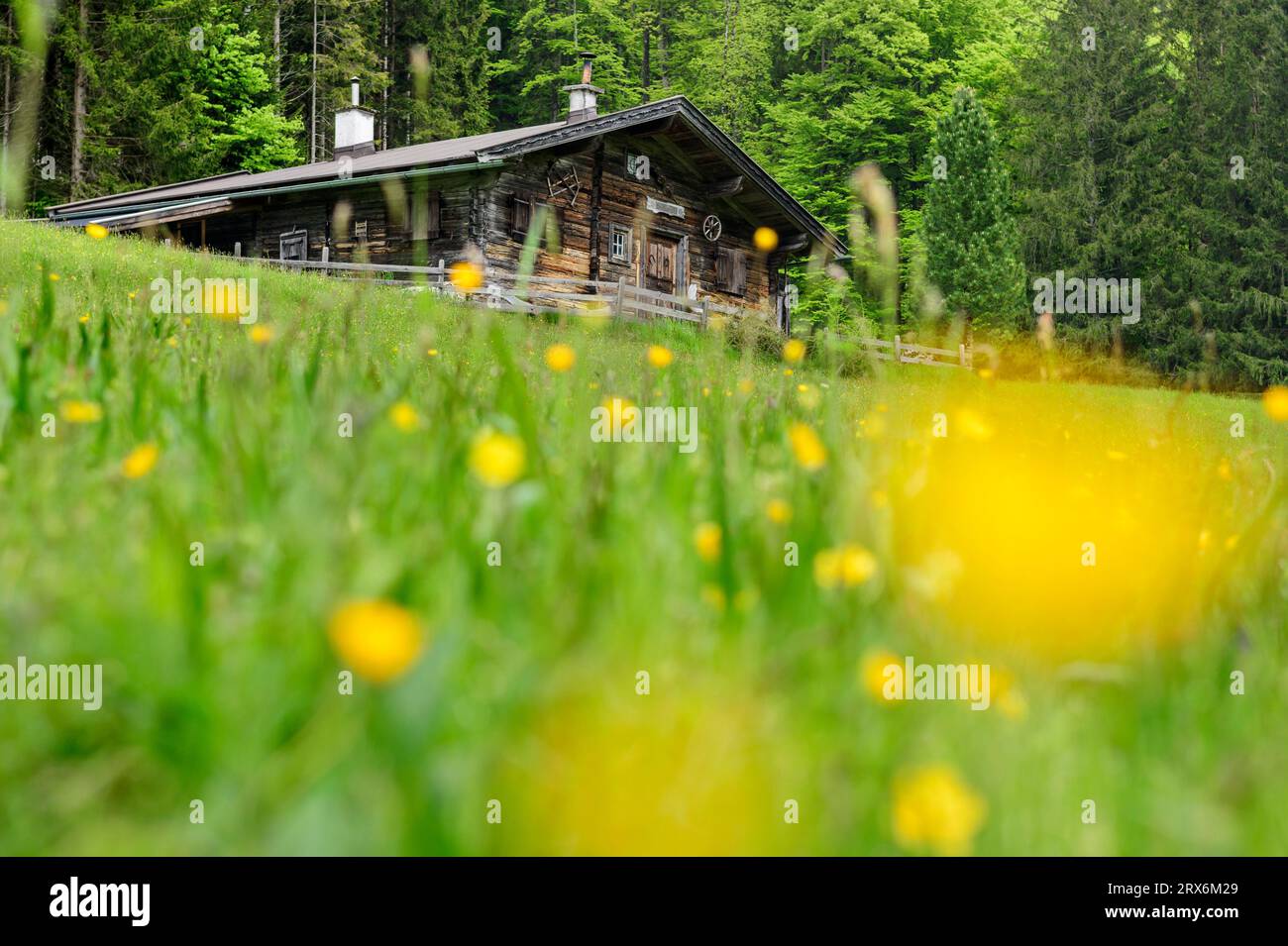 Herbe avec chalet en bois devant les arbres Banque D'Images