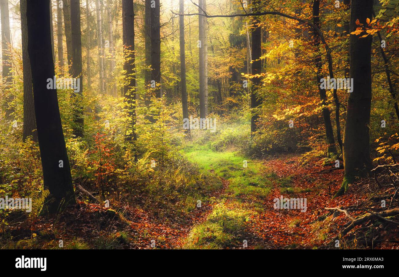 Ambiance de conte de fées dans une forêt brumeuse sur un chemin envahi en automne, avec la lumière douce créant des couleurs peinterly Banque D'Images
