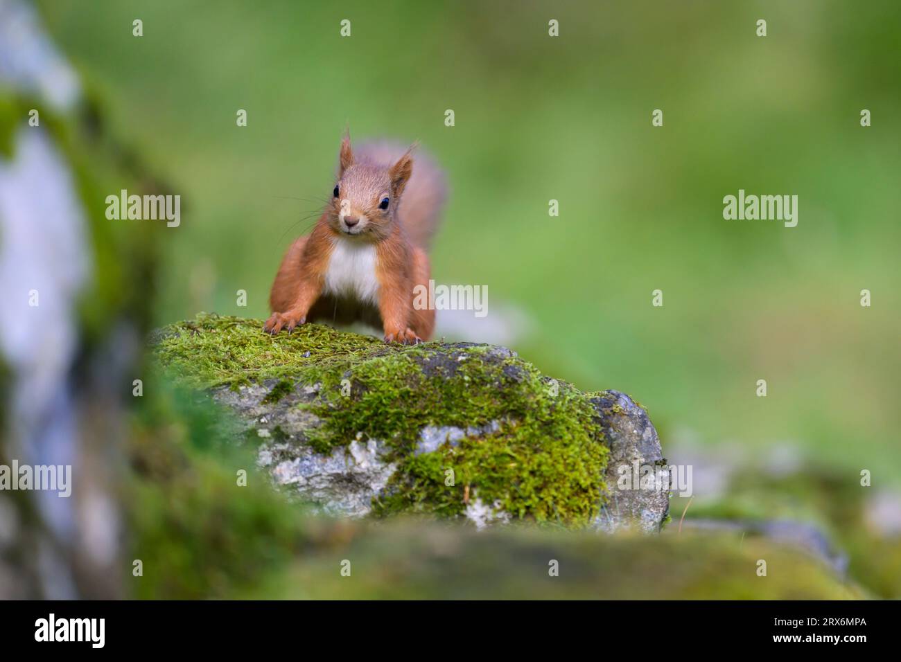 Écureuil roux eurasien (Sciurus vulgaris) debout sur une roche mousseline Banque D'Images