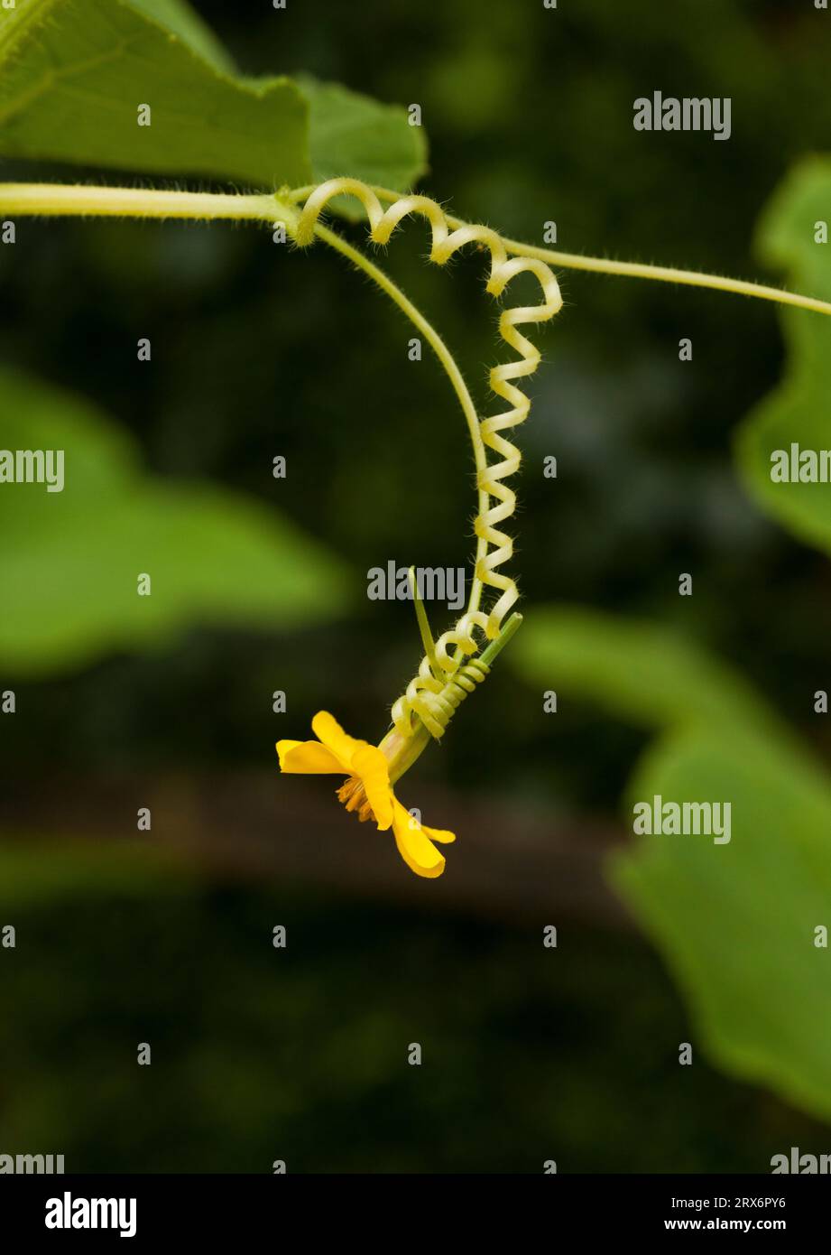 Courge vrille de légumes qui s'enroule autour d'une fleur Banque D'Images