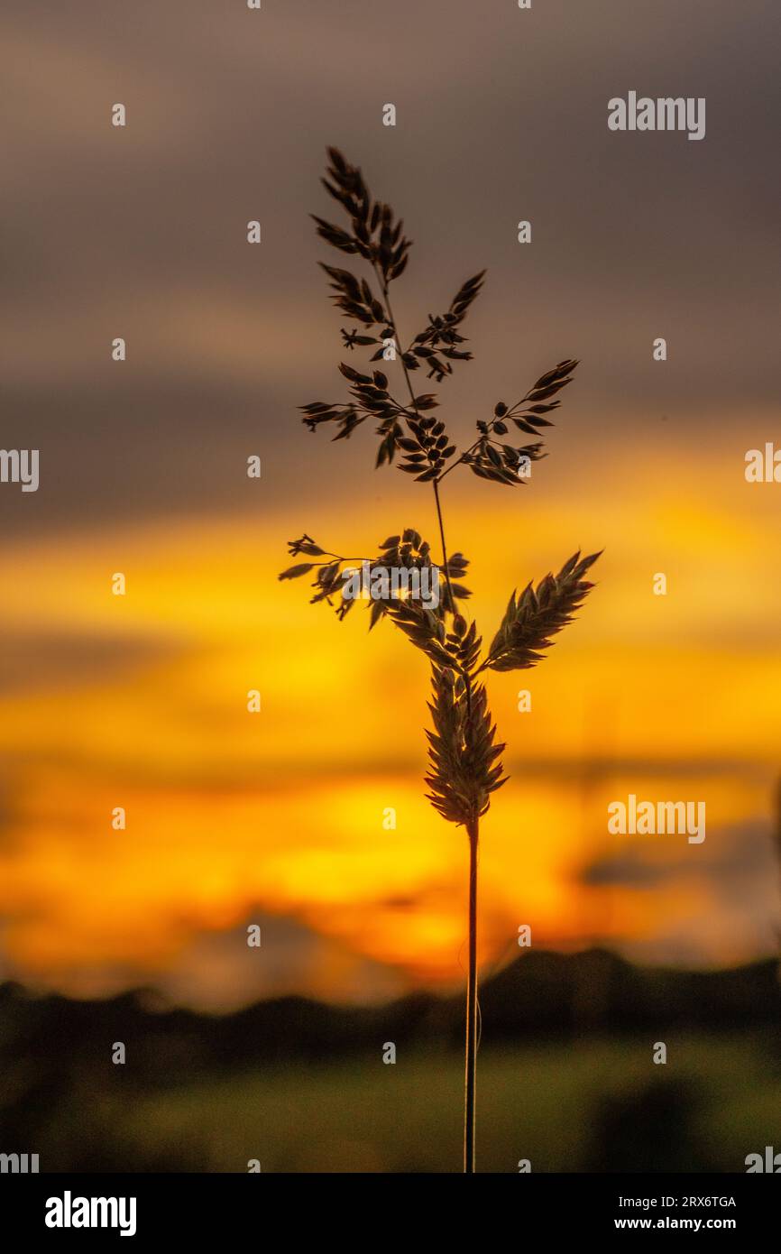 Herbe contre le ciel de coucher du soleil au-dessus de prairie d'herbe à Trebyla Farm, boscastle, cornwall, royaume-uni Banque D'Images