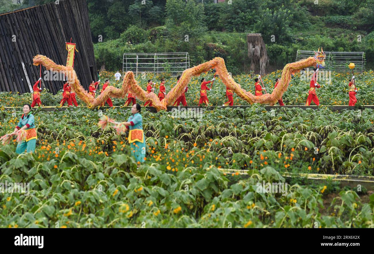 Chongqing, la Chine Chongqing. 23 septembre 2023. Les gens exécutent la danse du dragon dans le village de Jiangjun dans le district de Bishan, dans le sud-ouest de la Chine, Chongqing, le 23 septembre 2023. Des activités sur le thème de l'agriculture sont organisées dans tout le pays pour célébrer le sixième festival des récoltes des agriculteurs chinois. Crédit : Wang Quanchao/Xinhua/Alamy Live News Banque D'Images