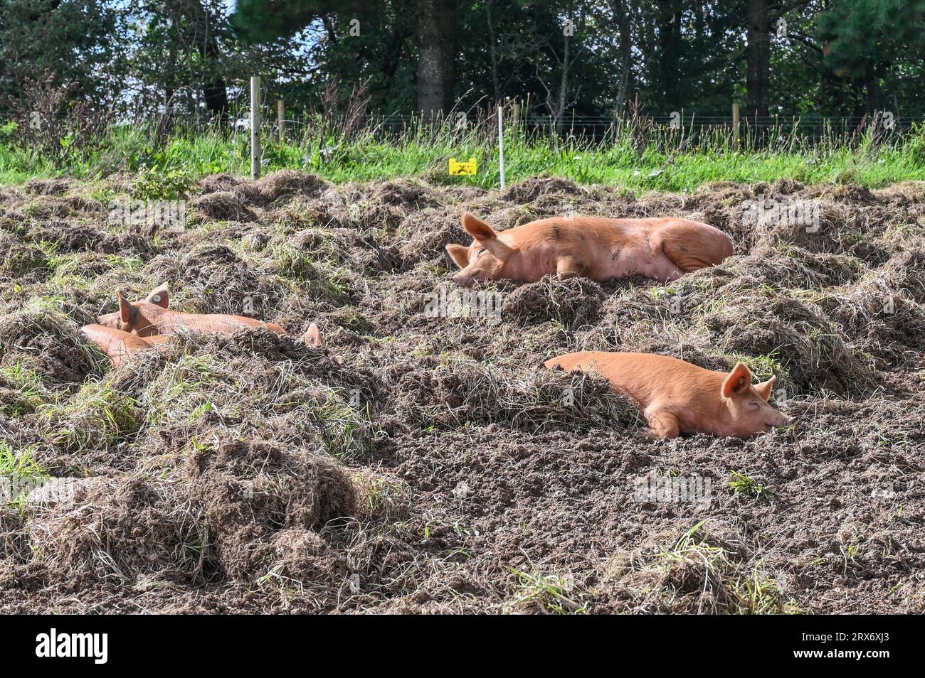 Heligan Gardens, St Austell, Cornouailles, Royaume-Uni. 23 septembre 2023. UK Météo. Ces cochons faisaient une sieste au soleil aujourd'hui dans les jardins perdus d'Heligan, le dernier jour officiel de l'été de cette année. Crédit Simon Maycock / Alamy Live News. Banque D'Images