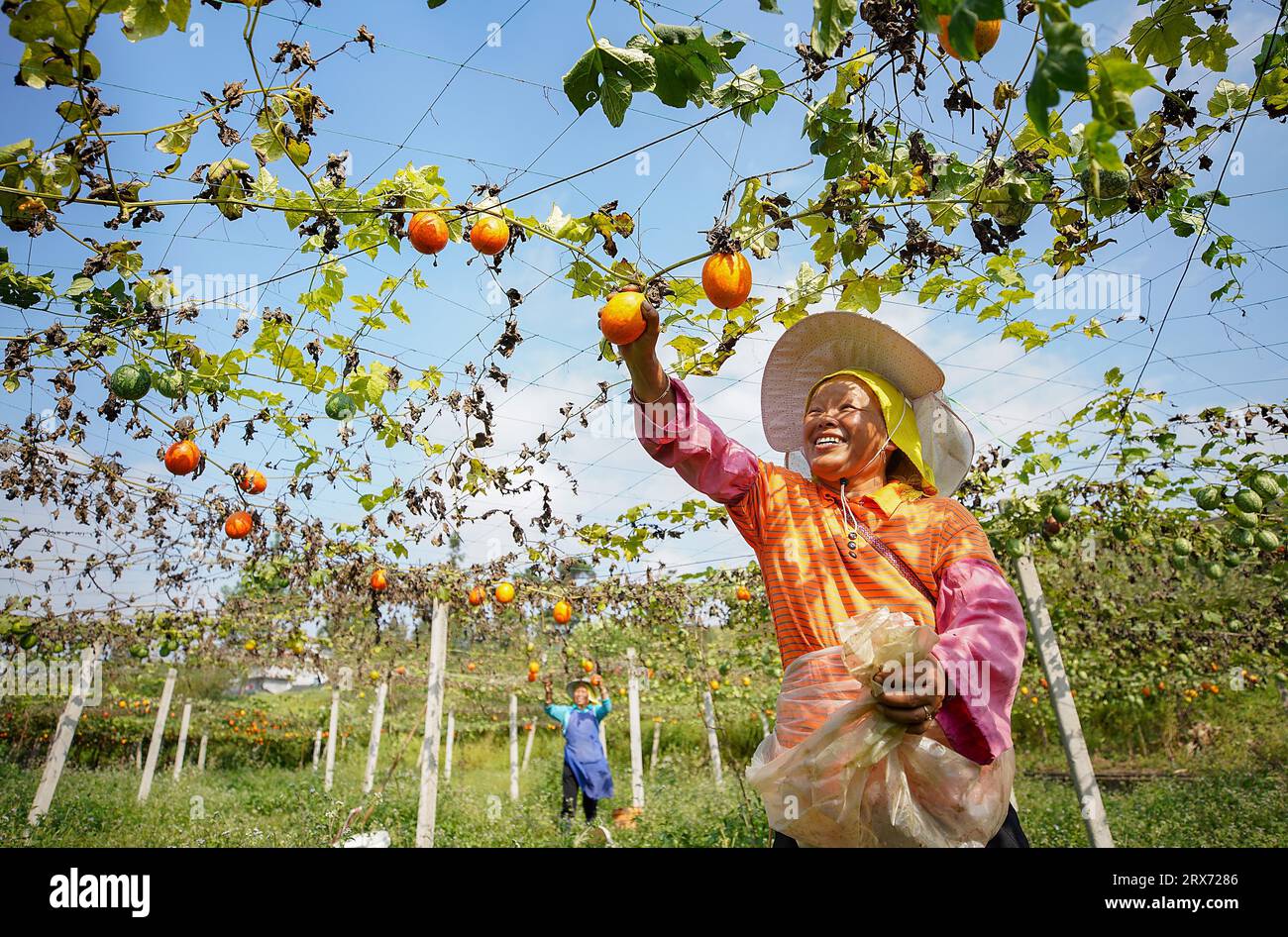 Qiandongnan, province chinoise du Guizhou. 23 septembre 2023. Des agriculteurs cueillirent des melons dans le village de Xingren, dans le comté de Danzhai, dans la province du Guizhou, au sud-ouest de la Chine, le 23 septembre 2023. Le sixième festival de la récolte des agriculteurs chinois a été observé samedi dans toute la Chine. Crédit : Huang Xiaohai/Xinhua/Alamy Live News Banque D'Images