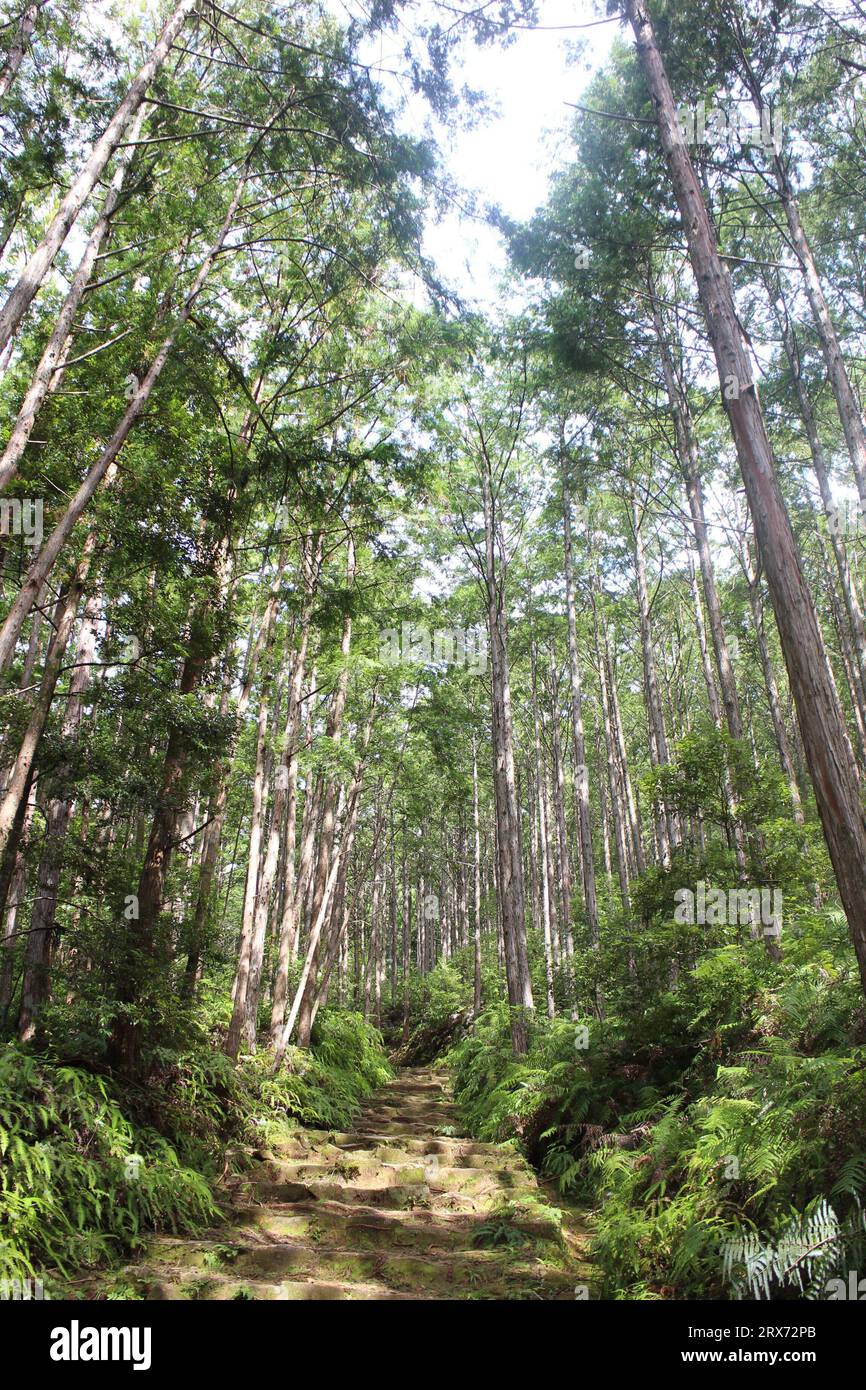 La forêt de Kumano Kodo, un des patrimoines mondiaux au Japon Banque D'Images