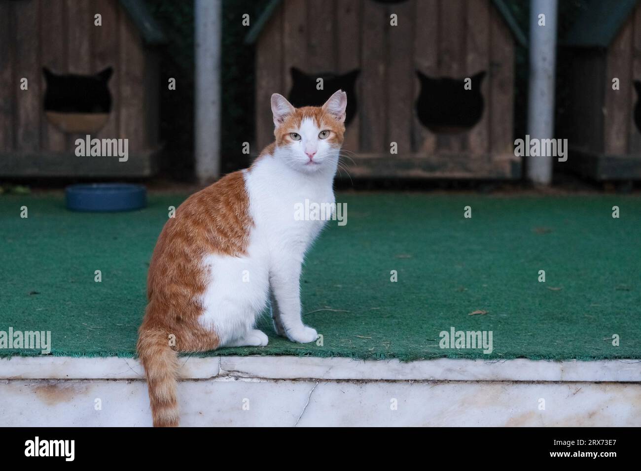 Gros plan un chat blanc orange regarde et attend devant la maison de chat en bois avec une entrée en forme de visage de chat dans le parc. Mise au point sélective incluse. Banque D'Images