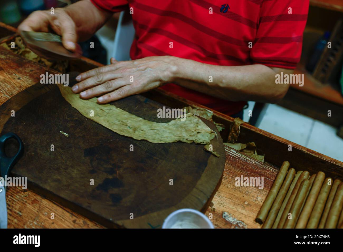 Procédé de fabrication de cigares traditionnels à partir de feuilles de tabac avec les mains à l'aide d'un dispositif mécanique et d'une presse. Feuilles de tabac pour la fabrication de cigares. Gros plan Banque D'Images