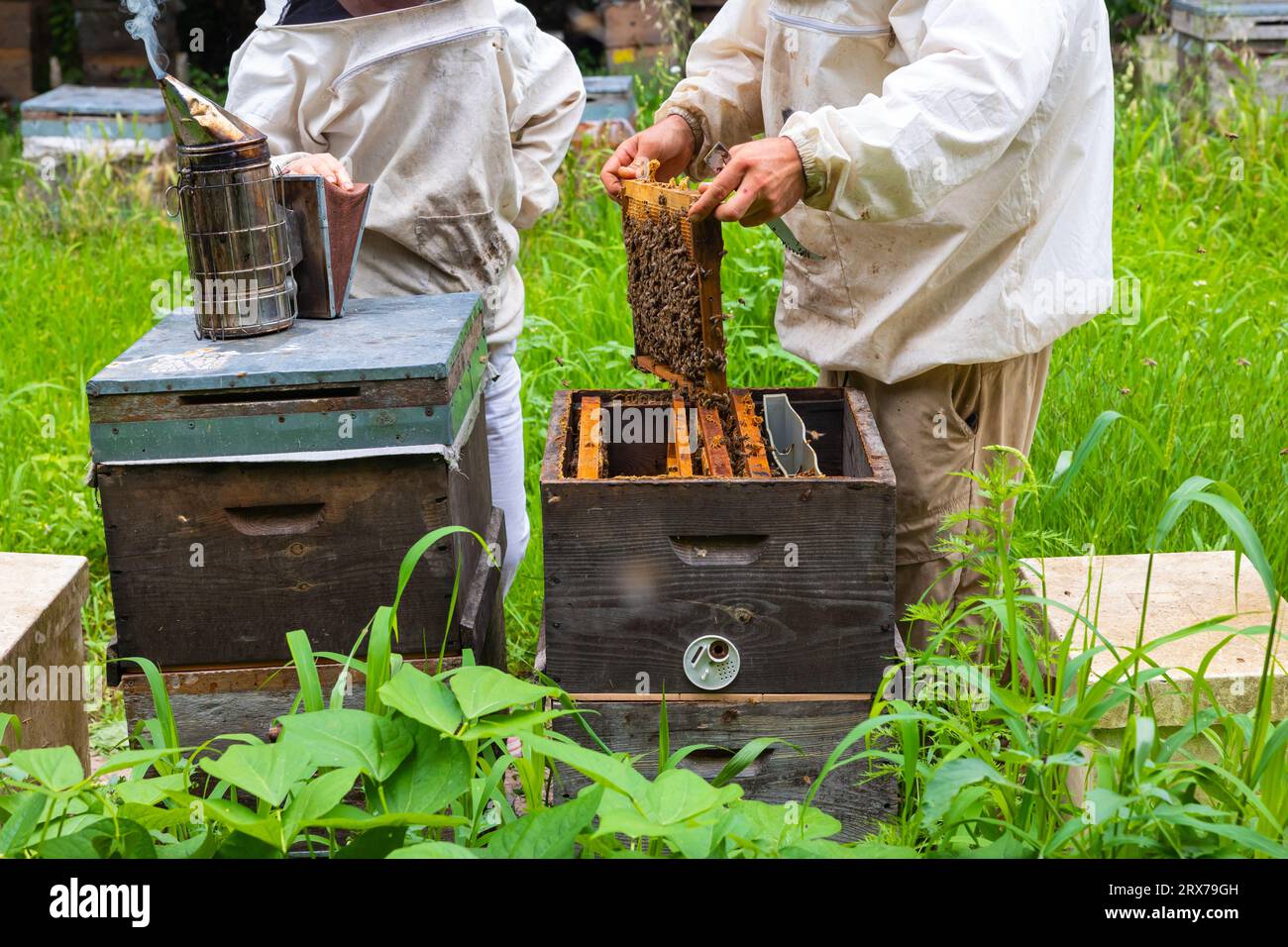 Apiaristes ou apiculteurs vérifiant les ruches avec un motard et une combinaison de protection en rucher. Photo de fond apicole ou apicole. Banque D'Images