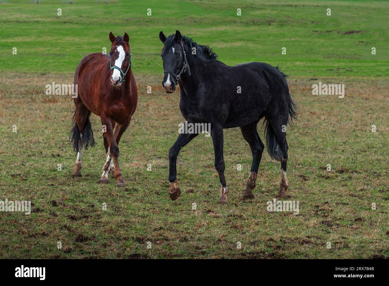 Black Horse et Chestnut Horse sur un terrain d'herbe Banque D'Images