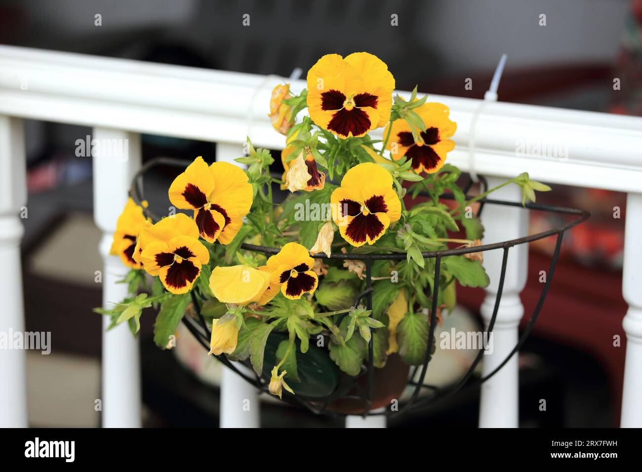 Fleurs Banque D'Images