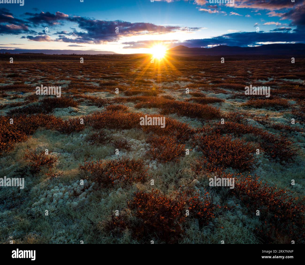 Beau coucher de soleil d'automne et couleurs à la réserve naturelle de Fokstumyra, Dovre, Norvège, Scandinavie. Banque D'Images