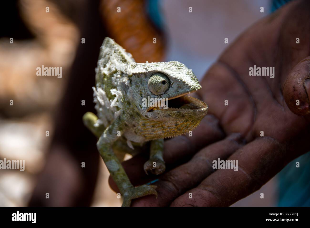 caméléon africain Banque D'Images