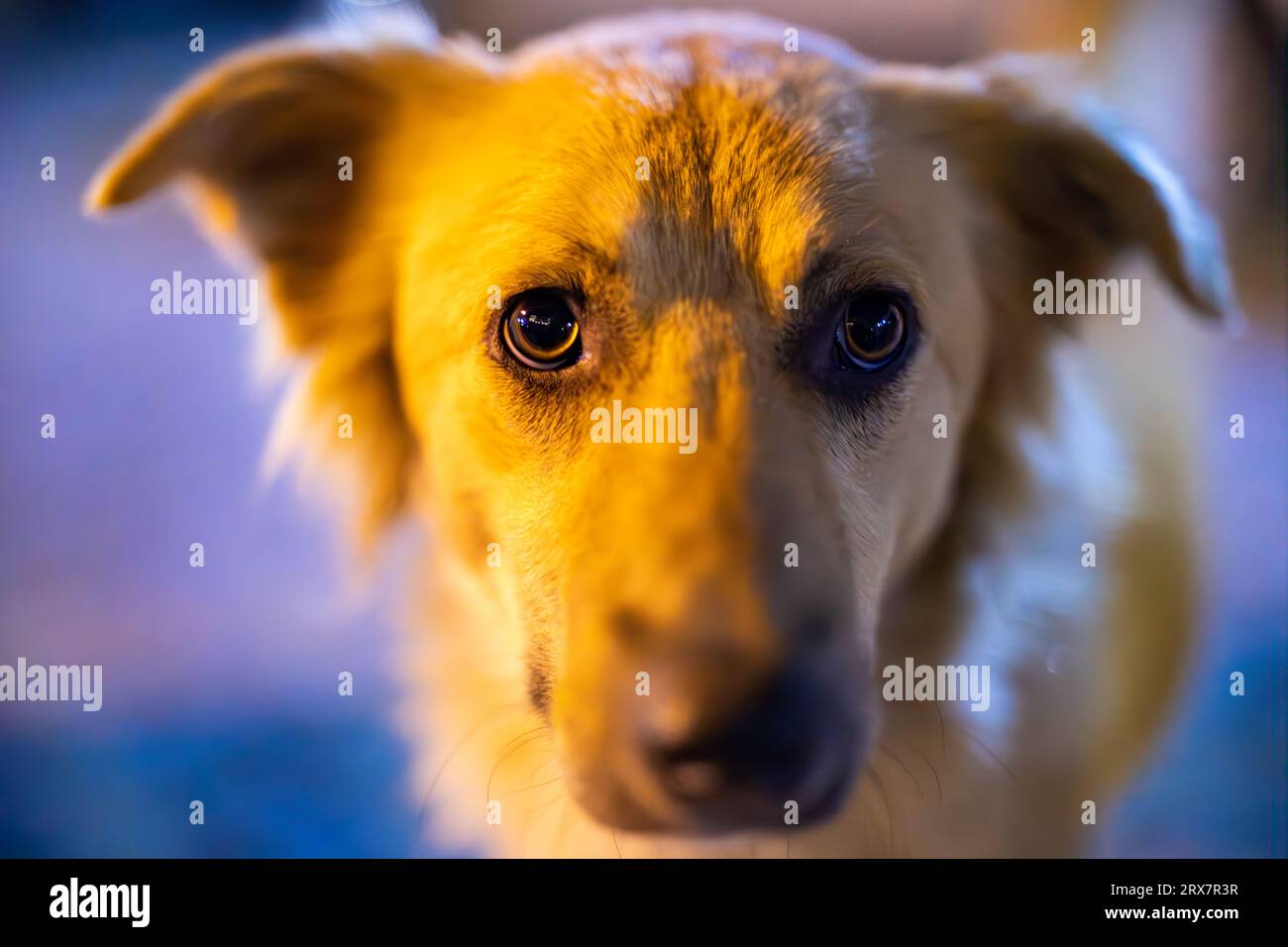 Beau chien de race mixte regardant intensément la caméra, Berat, Albanie, 2023, format horizontal Banque D'Images