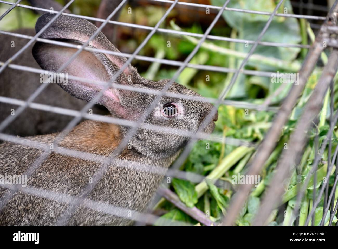 Lapin dans la cage de fil Banque D'Images