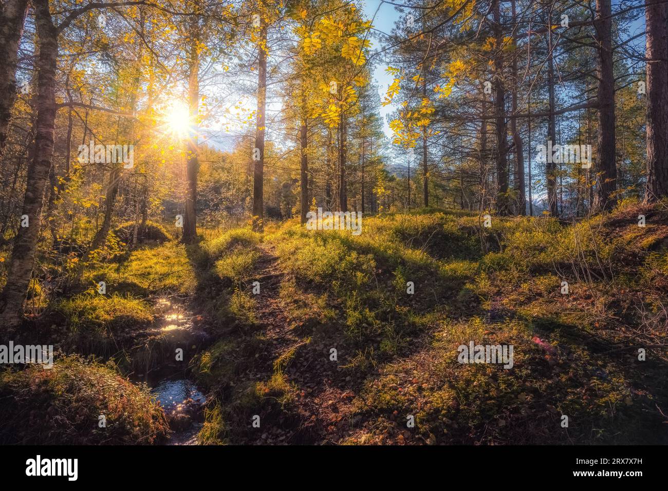 Atumn leaf Banque de photographies et d’images à haute résolution - Alamy