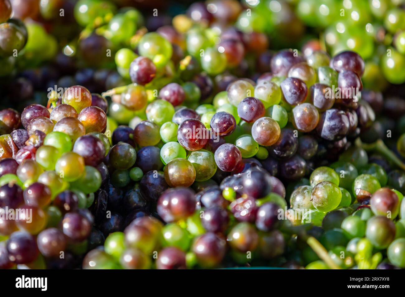 Un gros plan d'une abondance de raisins fraîchement cueillis dans différentes nuances de vert et de rouge Banque D'Images