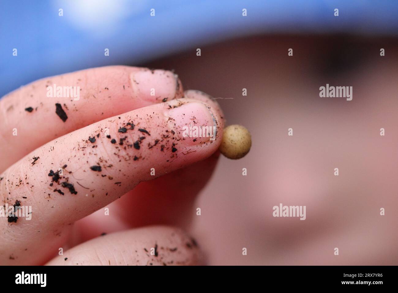 Enfant tenant une minuscule pomme de terre arrachée du sol Banque D'Images