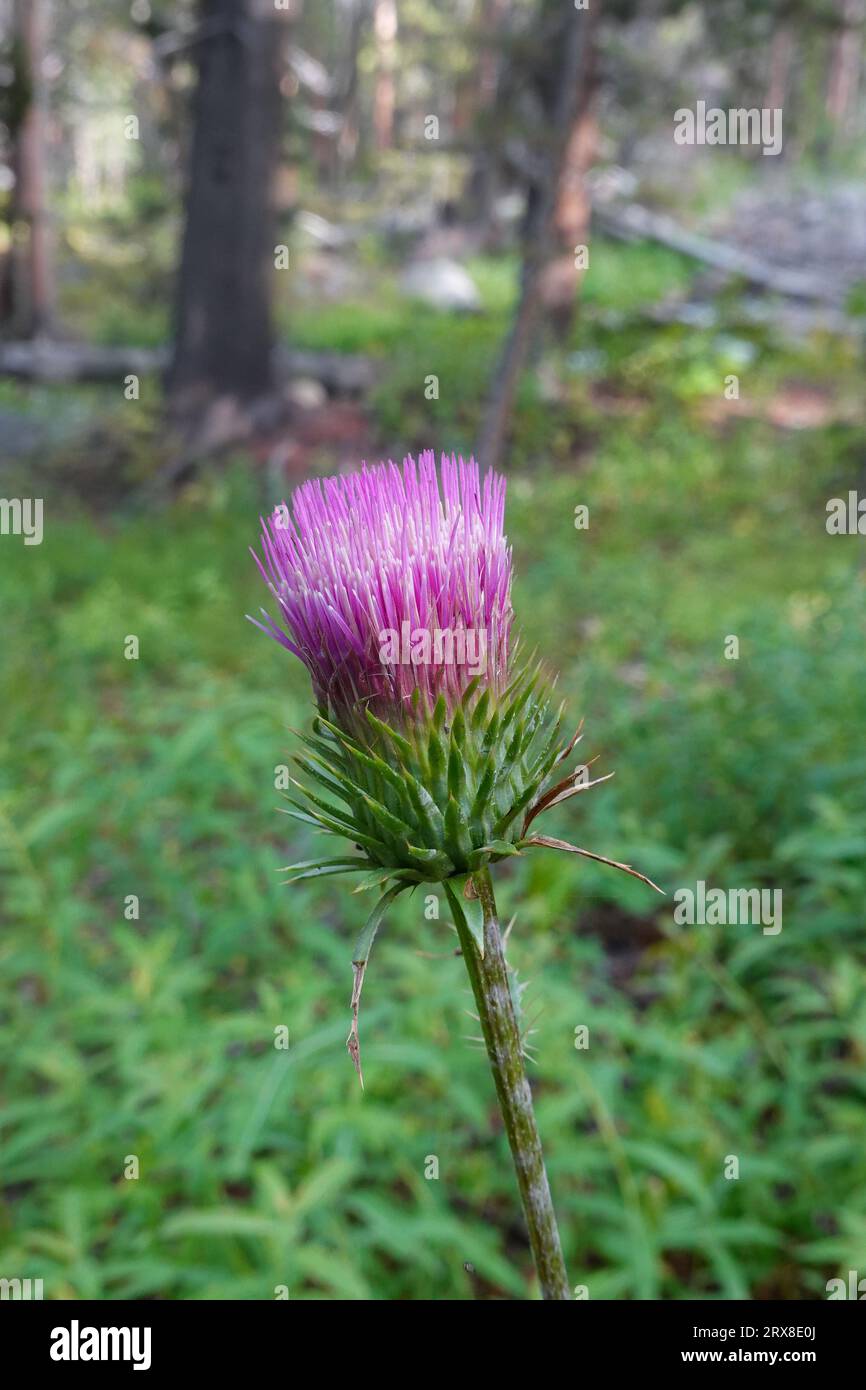 Cirsium andersonii un chardon également connu sous les noms communs chardon d'Anderson et chardon rose. Originaire de Californie, il pousse dans les forêts et les bois Banque D'Images