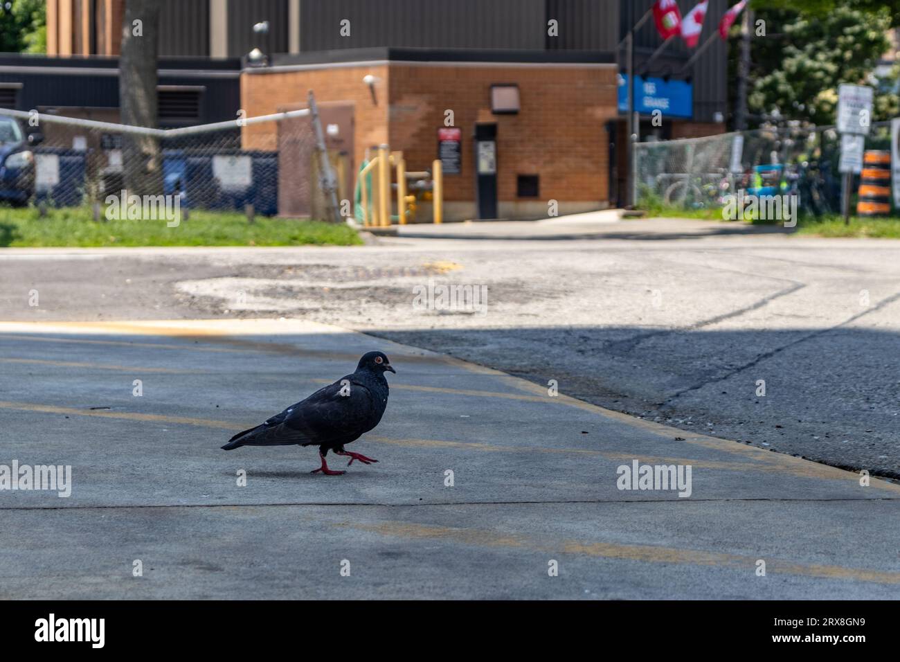 Pigeon noir avec bec et pieds rouges - marchant sur la rue asphaltée vide - bâtiment en briques brunes et clôture de maillon de chaîne en arrière-plan Banque D'Images Pigeon noir avec bec et pieds rouges - marchant sur la rue asphaltée vide - bâtiment en briques brunes et clôture de maillon de chaîne en arrière-plan Banque D'Images