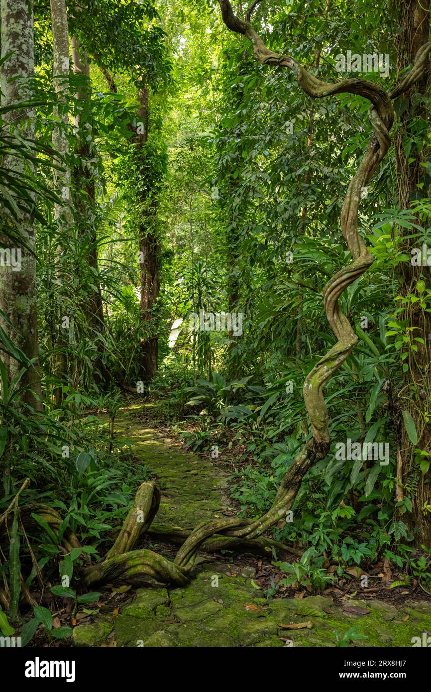 Les jardins botaniques de Penang, Pulau Pinang, Malaisie Banque D'Images