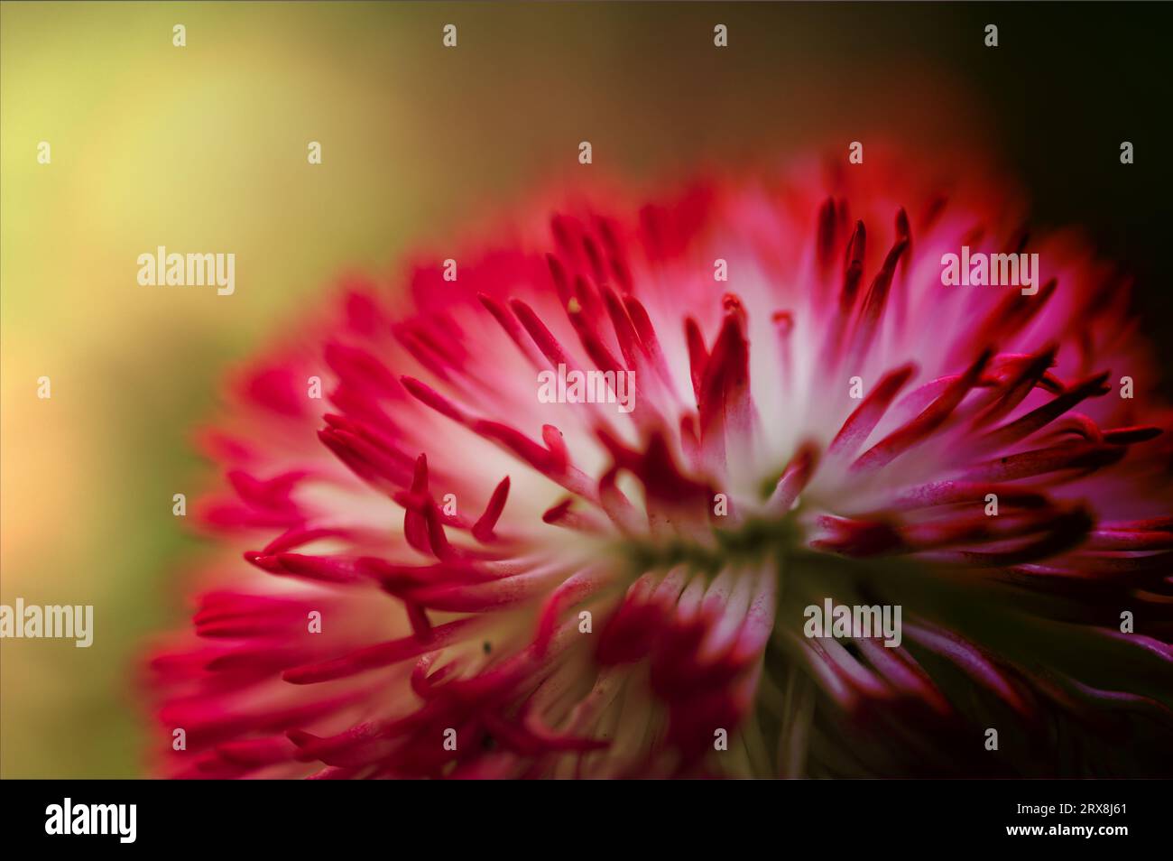 fleur Banque D'Images