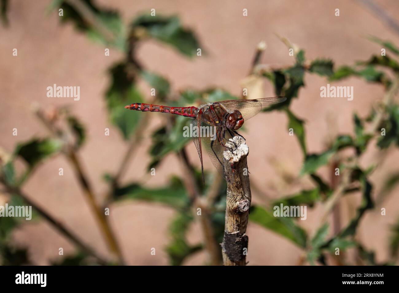 meadowhawk panaché ou Sympetrum corruptum perché sur une branche du Payson College Trail en Arizona. Banque D'Images