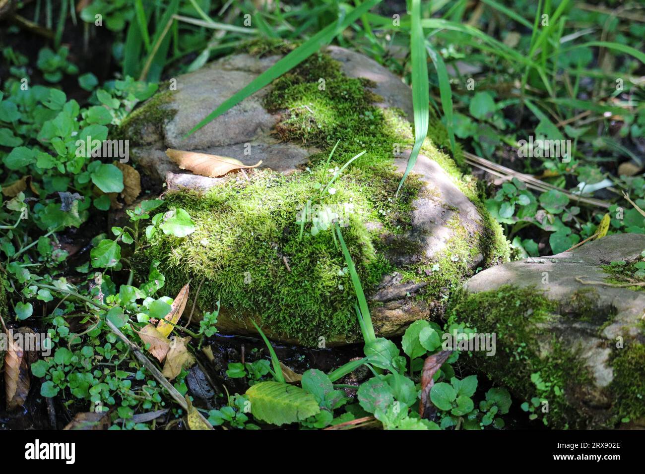 Gros plan d'un rocher couvert de mousse entouré d'herbe et de petites plantes à Horton Creek près de Payson, Arizona. Banque D'Images