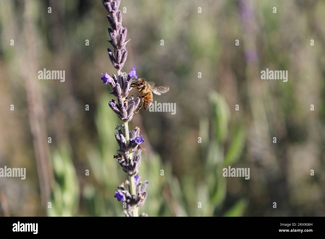 WESTERN Honey Bee (Apis mellifera) débarquant sur la fleur de lavande, Australie méridionale Banque D'Images