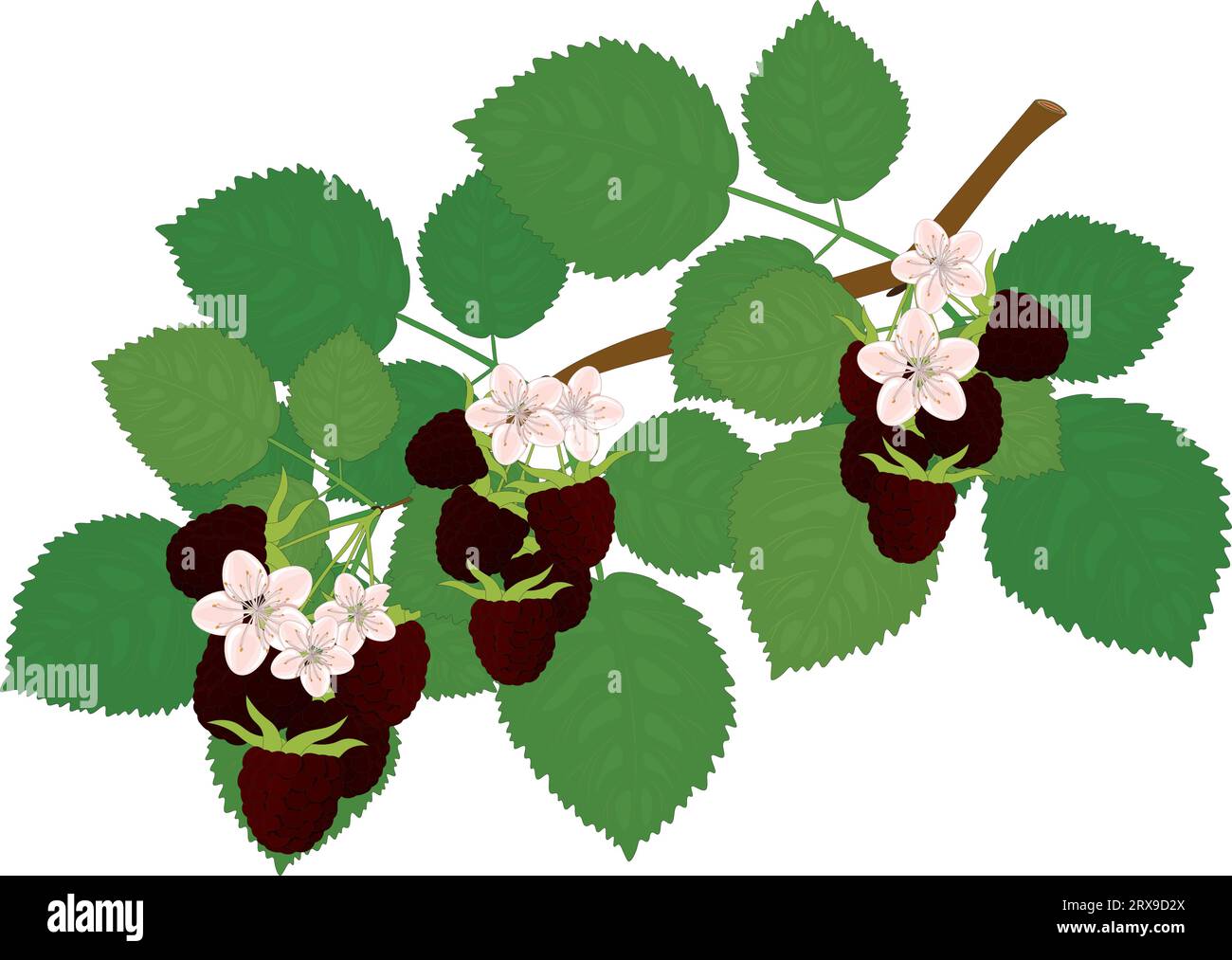 Branche de framboise avec des feuilles, des fleurs et des baies illustration vectorielle Illustration de Vecteur
